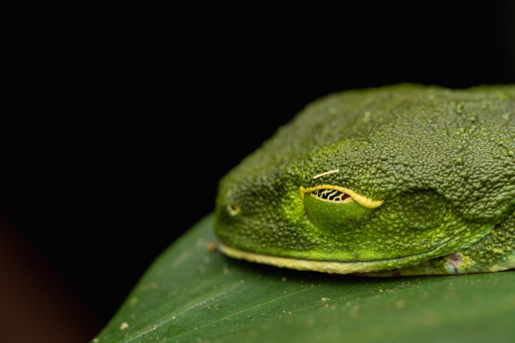 Red-eyed tree frog perched on a green leaf along the Arenal Nature Trails, a prime location for observing native wildlife in La Fortuna.