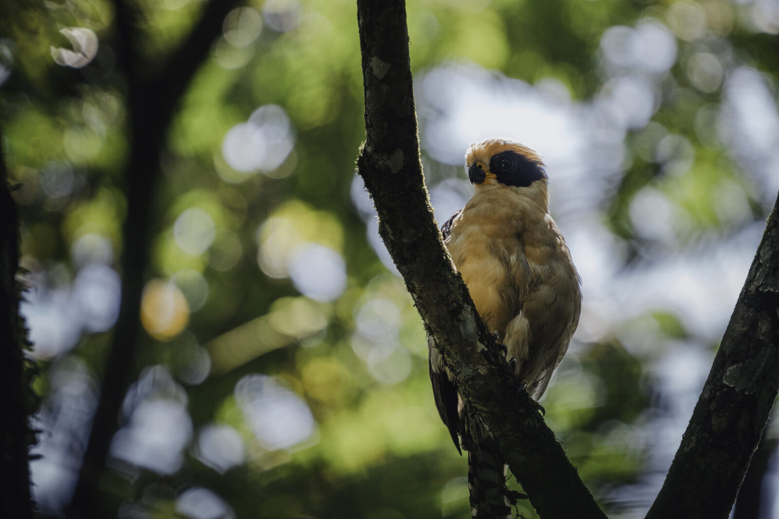 Early morning birdwatching tour in La Fortuna through rainforest paths