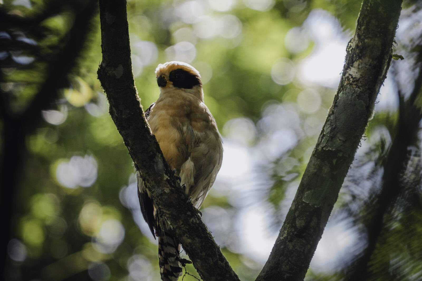 Certified guide leading a birdwatching walk near Arenal Volcano La Fortuna