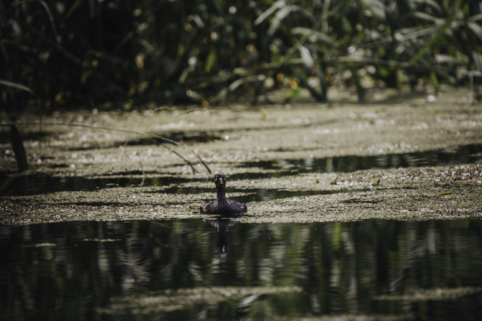 Couple participating in a guided birding hike in La Fortuna Arenal