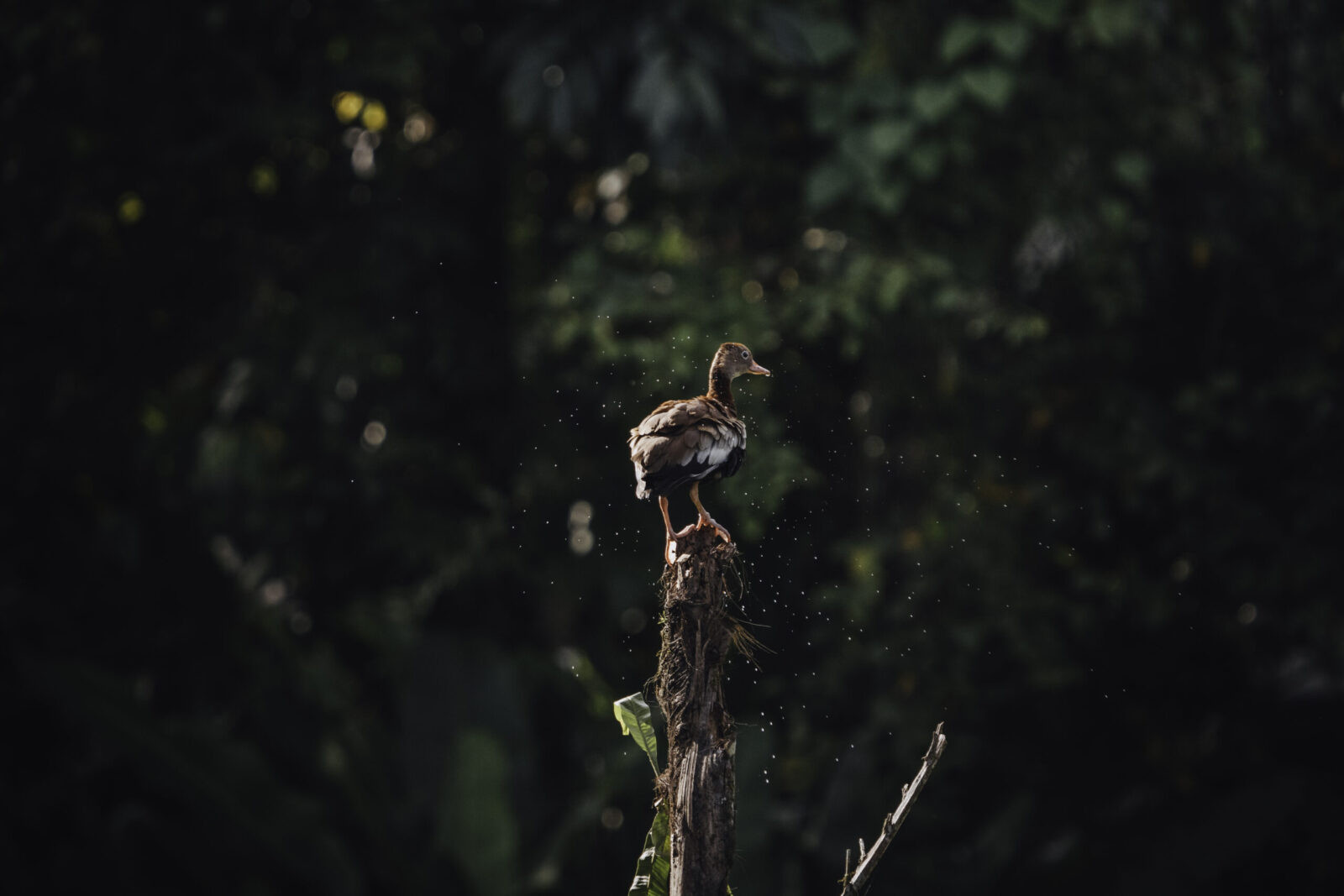 Photographer taking pictures of wild birds on a La Fortuna trail walk