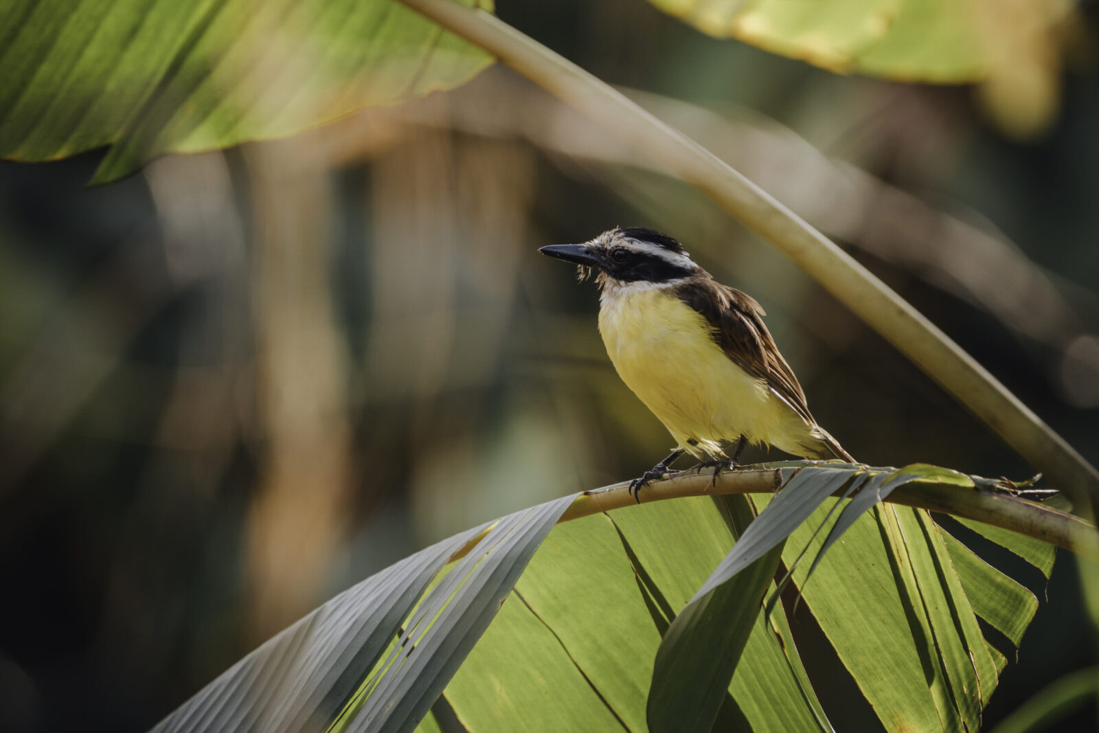 Hikers exploring tropical flora on a birding excursion in La Fortuna