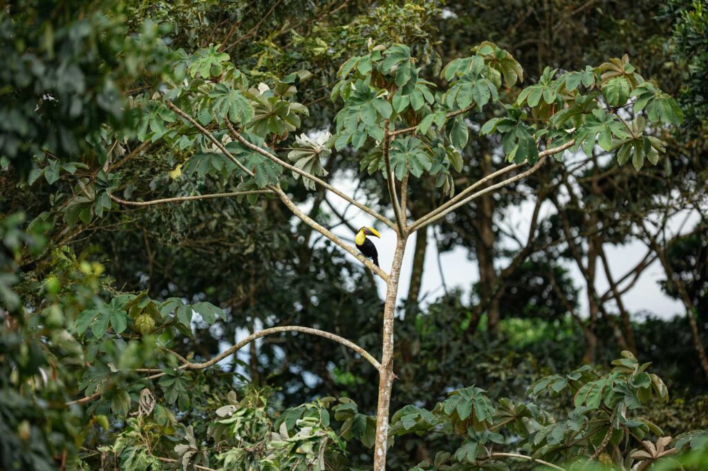 Colorful Keel-billed toucan perched on a tree branch at Arenal Nature Trails during an early morning tour de observación de aves in La Fortuna.