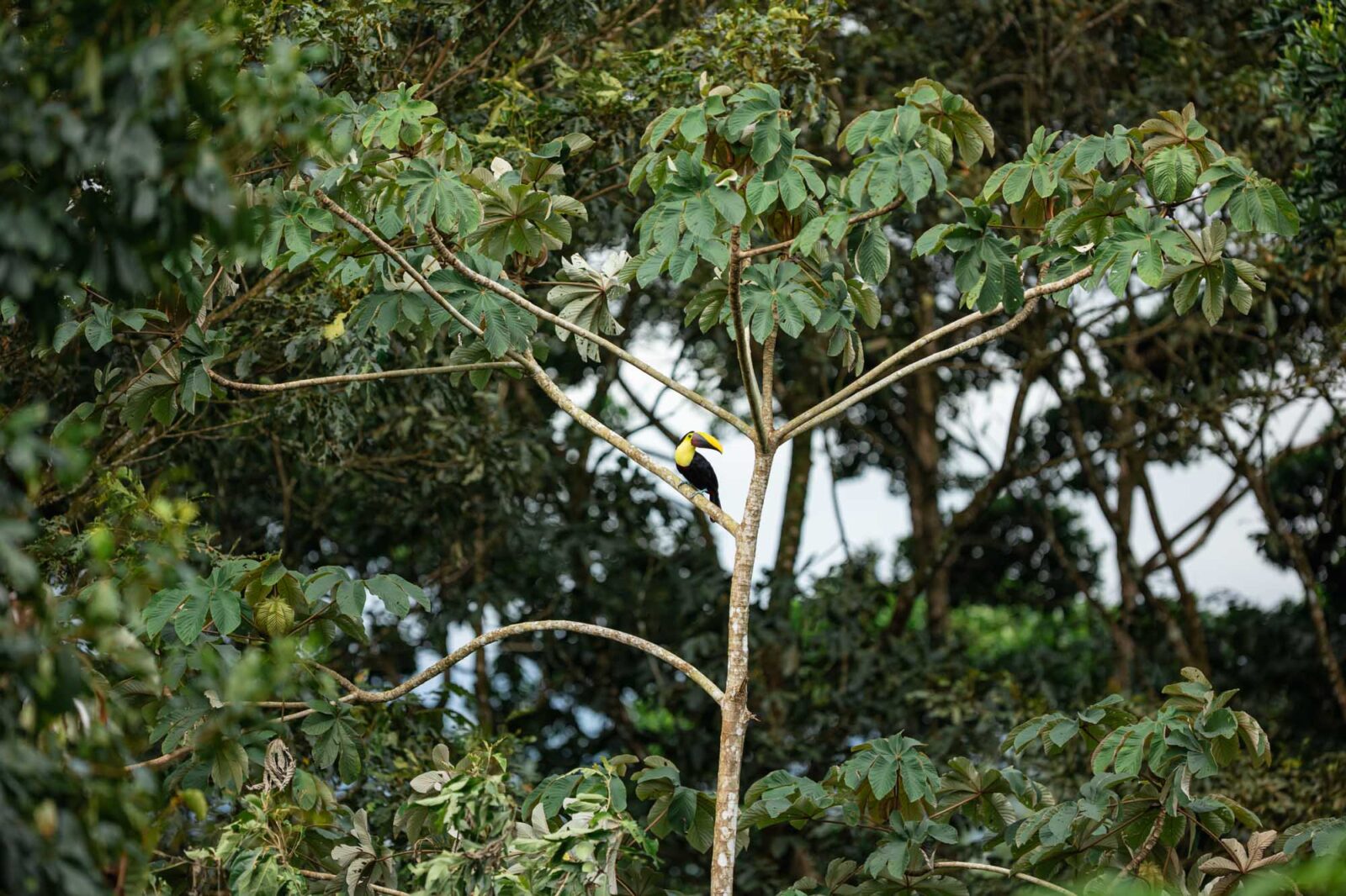 Colorful Keel-billed toucan perched on a tree branch at Arenal Nature Trails during an early morning tour de observación de aves in La Fortuna.