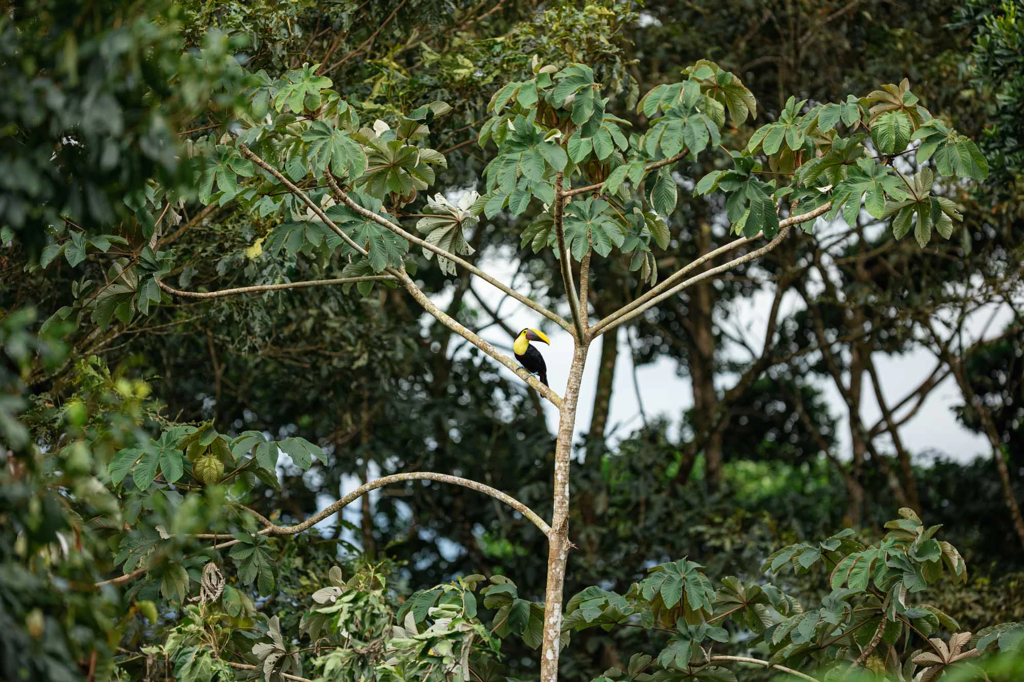 Colorful Keel-billed toucan perched on a tree branch at Arenal Nature Trails during an early morning tour de observación de aves in La Fortuna.